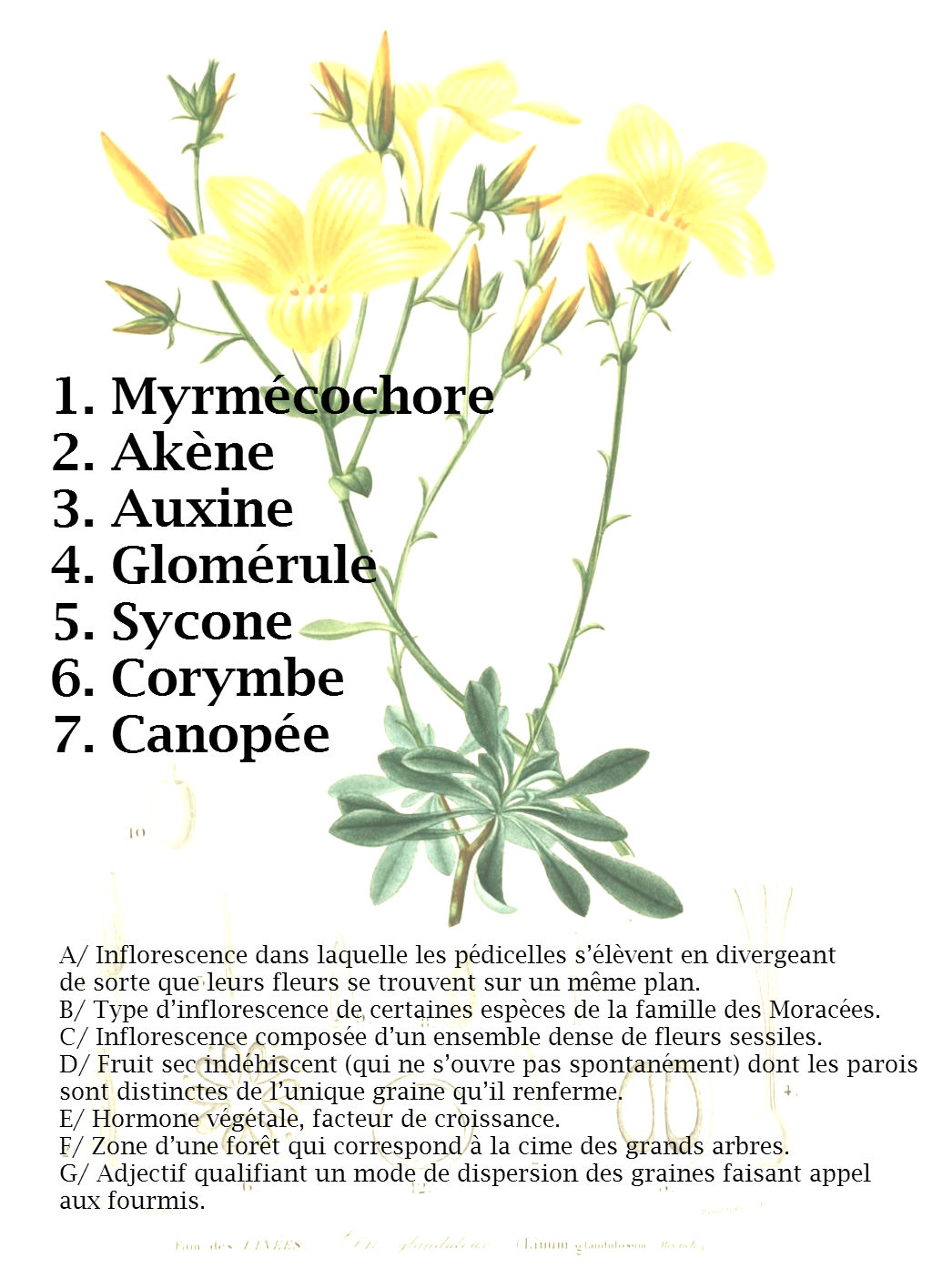 botanique
