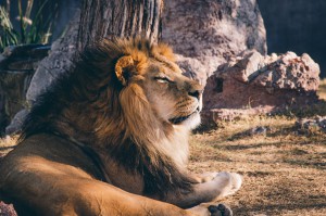 Lion_noah-grezlak-66413