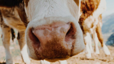 Startups - le digital fait la cour à l'agriculture, et l'agriculture roucoule !